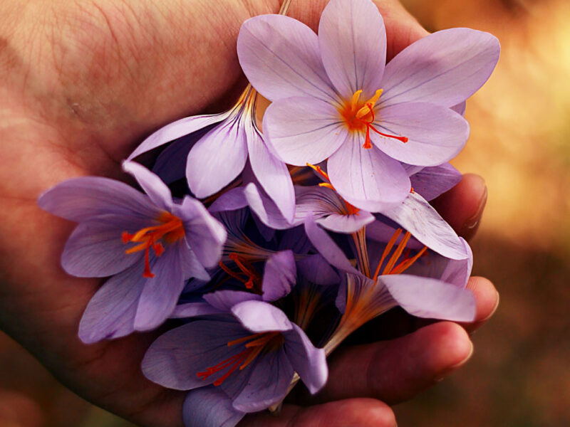 Tomislav Vrbanec proizvodnja parfema Hrvatska