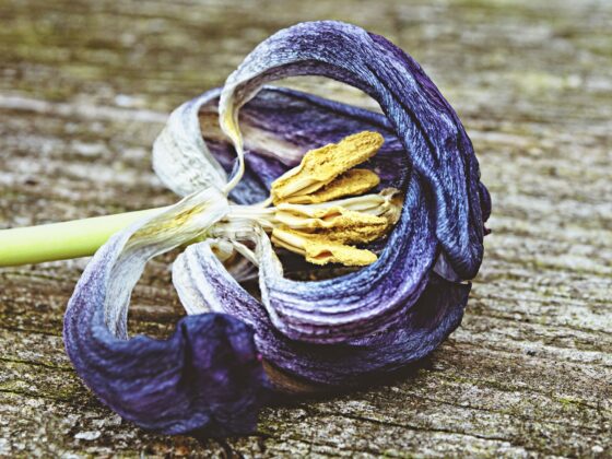 koji je rok trajanja parfema