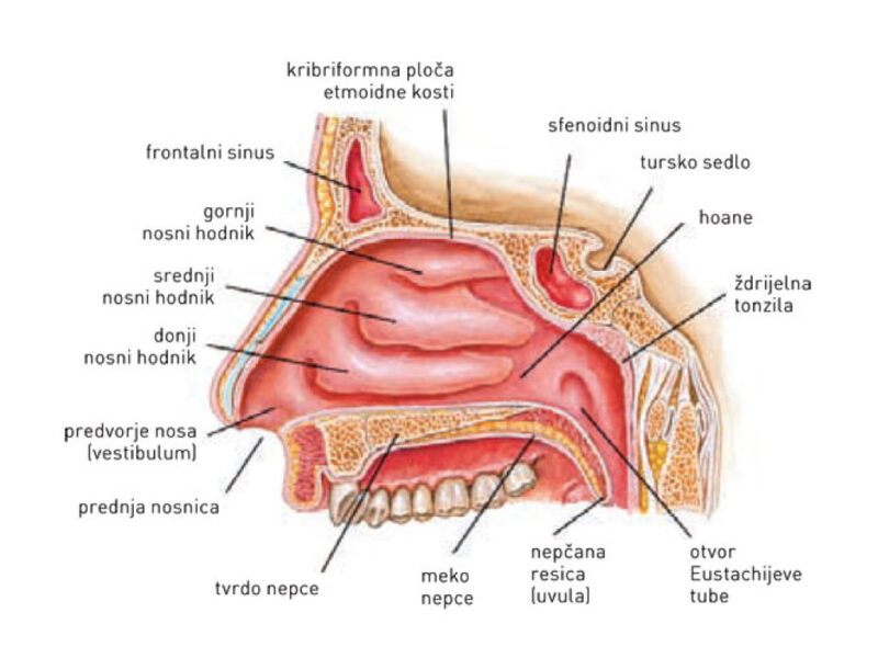 Tomislav Vrbanec parfumer