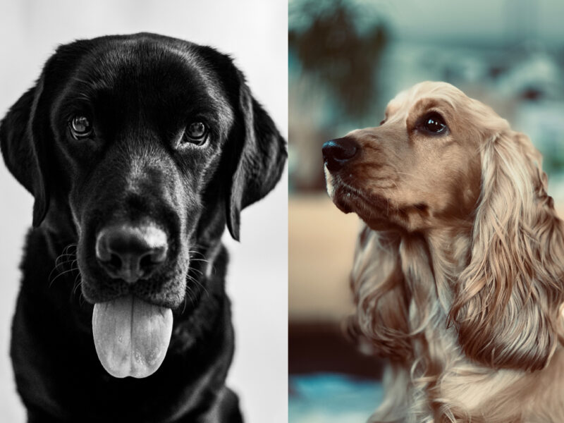 labrador koker španijel